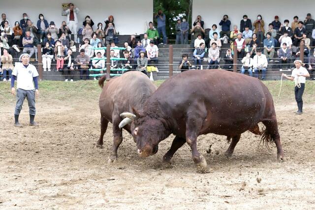 県内外から多くの観客が訪れた牛の角突き＝１０月２３日、長岡市山古志南平乙の山古志闘牛場