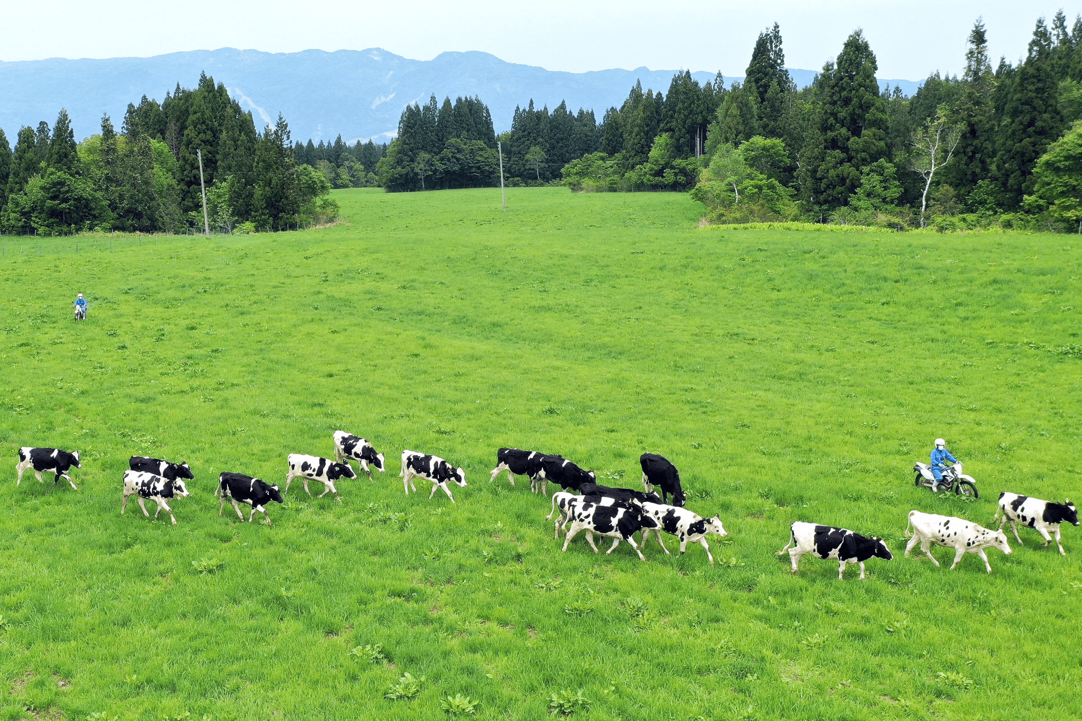 モ 食い モ ダッシュ 新潟日報デジタルプラス