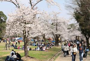 満開を迎えた悠久山公園の桜=4月17日、長岡市