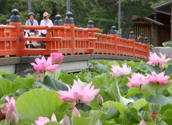 高田城址公園の外堀に咲くハス=18日、上越市