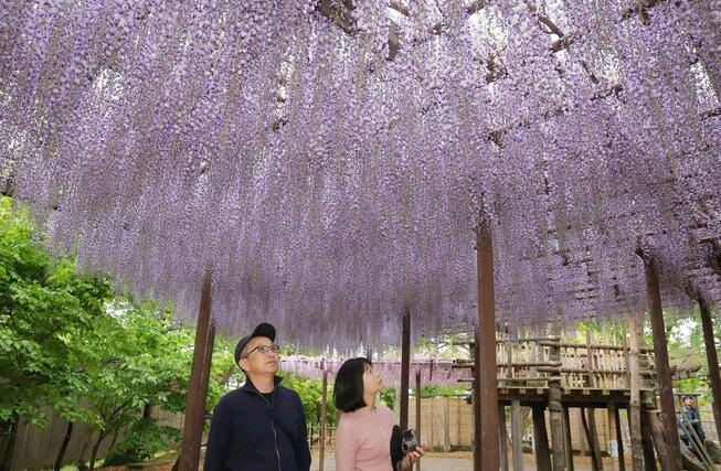 見頃を迎えた北方文化博物館のフジ棚＝１日、新潟市江南区