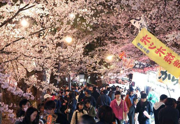 満開の夜桜を楽しむ花見客でにぎわった観桜会＝５日、上越市の高田城址公園
