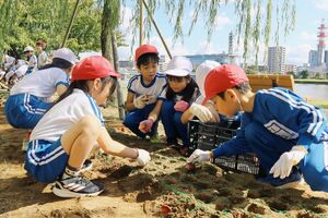 チューリップの球根を植える白山小の児童ら=新潟市中央区の信濃川やすらぎ堤左岸