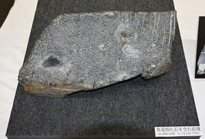 魚竜の化石が見つかった、成羽美術館が所蔵する岩石の一部