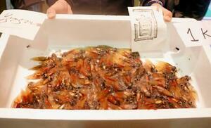 　漁が解禁され、滑川漁港に水揚げされたホタルイカ＝１日早朝、富山県滑川市