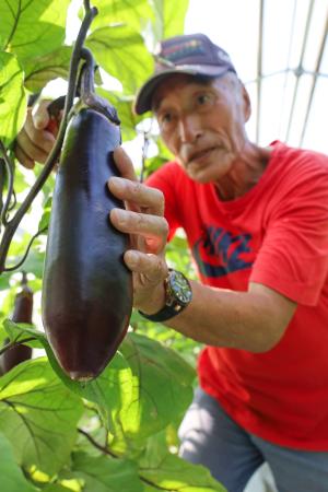 収穫の最盛期を迎えた高知県室戸市の伝統野菜「ぼたなす」=2日