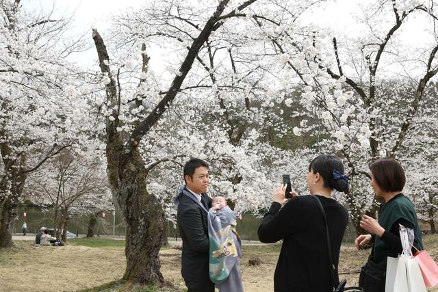 満開を迎えた悠久山公園の桜＝９日、長岡市御山町