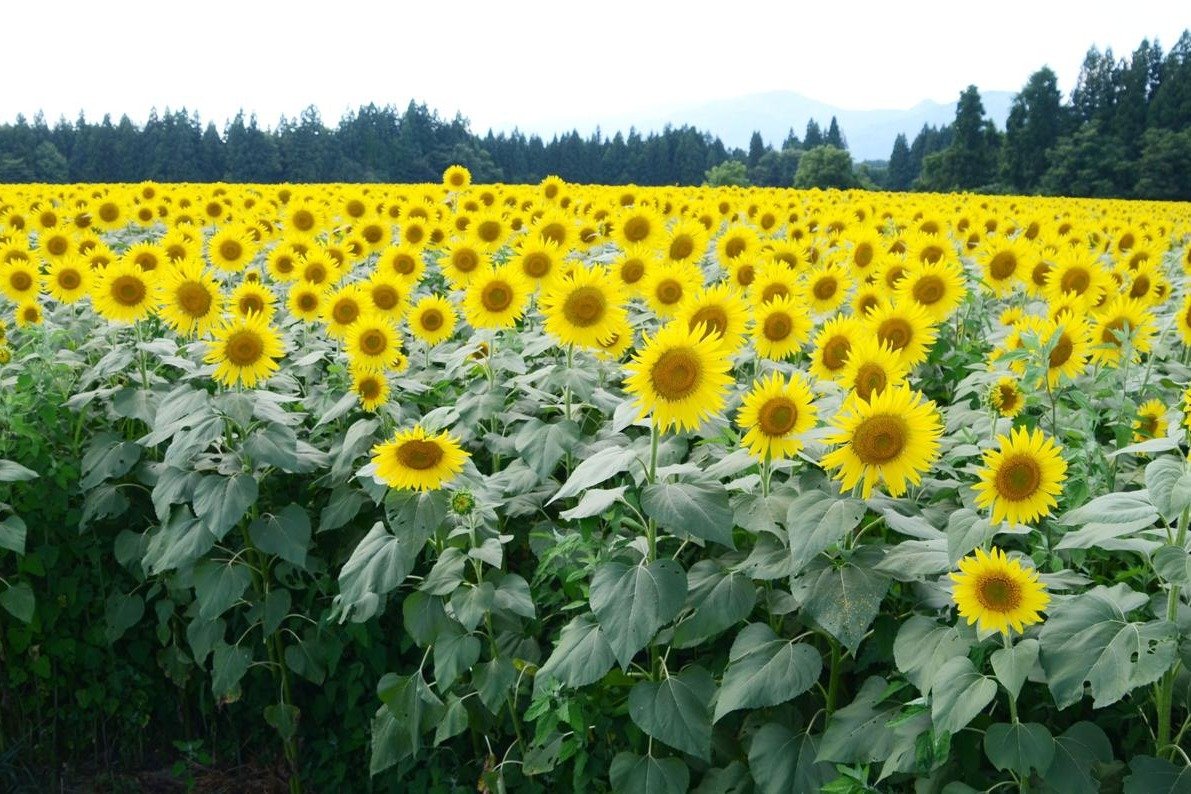 img_dd9293c65c719a4996f8b56871