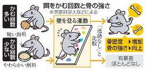 　餌をかむ回数と骨の強さ