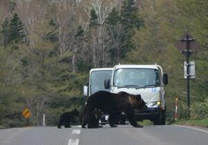 北海道・知床の世界遺産地域にある道路を歩くヒグマの親子=5月、北海道斜里町