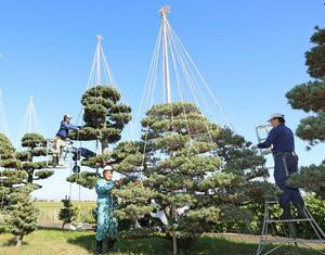「保内五葉松」の冬囲い作業をする職人＝三条市下保内