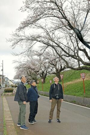 雁巻の桜を眺める小須戸コミュニティ協議会のメンバー=9日、新潟市秋葉区横川浜