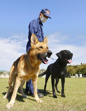 直轄警察犬のイドゥナ号（左）＝２０２１年０９月２１日、新潟市西区の県警察学校