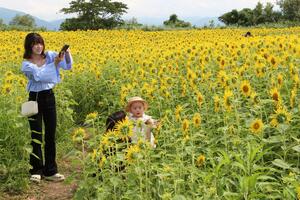 ヒマワリが見頃を迎えた阿賀野川花畑公園=阿賀野市嘉瀬島