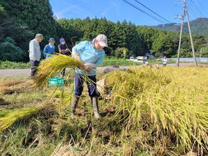 弥彦酒造の酒造りに使うコメの収穫作業=9月、弥彦村