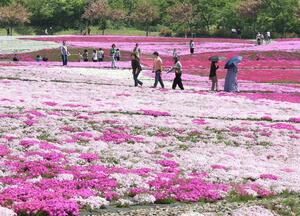 県立公園「花と緑と雪の里」で咲き誇るシバザクラ=5月2日、魚沼市根小屋