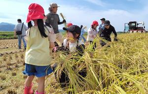 子どもと稲刈りをするNGT48のメンバー=新発田市上羽津