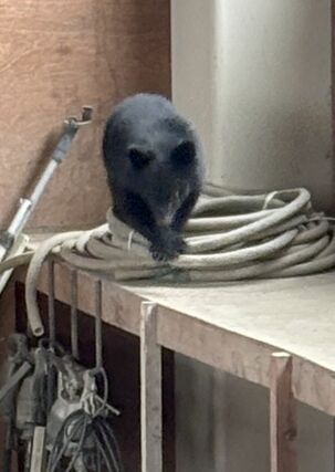 阿賀野市新保の建設会社に立てこもったクマ＝３１日午前１０時半ごろ（提供写真）