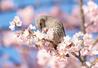 　桜の花をついばむ鳥