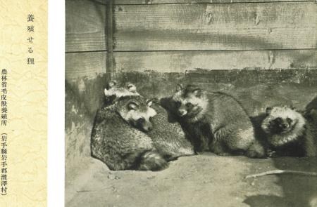 戦前の国家機関、動物養殖 タヌキやキツネ、毛皮利用 犠牲の歴史「忘れ
