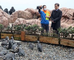 マゼランペンギンについて説明を受ける山内弘志駐アルゼンチン大使(右)=3月12日、上越市五智2の市立水族博物館うみがたり