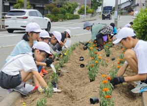国道沿いの花壇や花時計に苗を植える児童生徒＝２日、佐渡市金井新保
