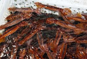 いけすで泳ぐスルメイカ=6月、北海道函館市