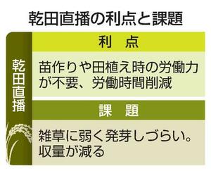 乾田直播の利点と課題