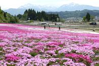 魚沼市の「花と緑と雪の里」でシバザクラが見頃！越後三山との共演鮮やか、17日まで「魚沼芝桜まつり」