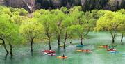 雪解け水で出現する「水没林」が見頃…山形県飯豊町　新潟市からのカヌーツアー客も