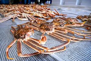 ズワイガニ漁が解禁され、越前漁港に並んだ「越前ガニ」=6日午後、福井県越前町