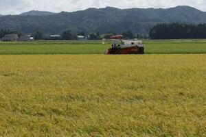 　収穫期を迎えたコメ＝８月、新潟県三条市