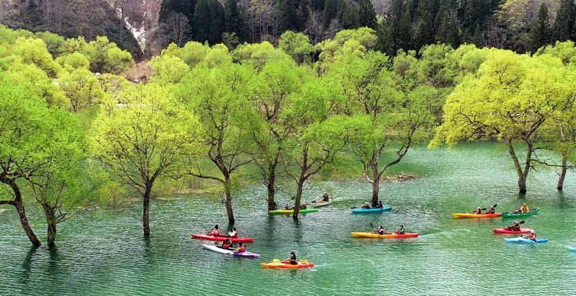 ヤナギの木々の新緑が映え、アクティビティーを楽しむ人でにぎわう白川湖の水没林＝２０日午前、山形県飯豊町（ドローンから、山形新聞社提供）