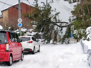 倒木で通行止めとなった護国神社前＝２月８日、新潟市中央区