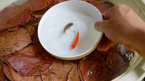 娘さんがお祭りですくってきた小さな金魚。柿の葉入り専用バケツで飼育したら…？