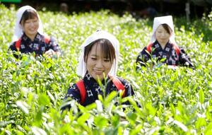 　新茶シーズンの訪れをＰＲする「八十八夜茶摘みの集い」＝２日午前、京都府宇治市
