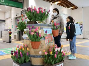 ＪＲ中条駅に飾られた色とりどりのチューリップ＝胎内市表町