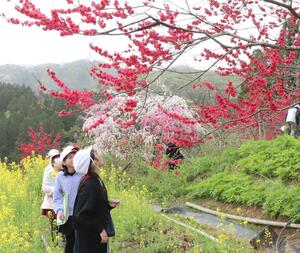 満開のハナモモを観察する鯨波小と米山小の児童ら=柏崎市谷根