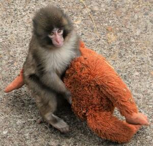 母親代わりにぬいぐるみ抱くニホンザル「パンチ」(市川市動植物園提供)