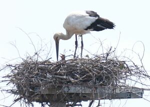 ふ化が確認されたコウノトリの巣=12日、上越市