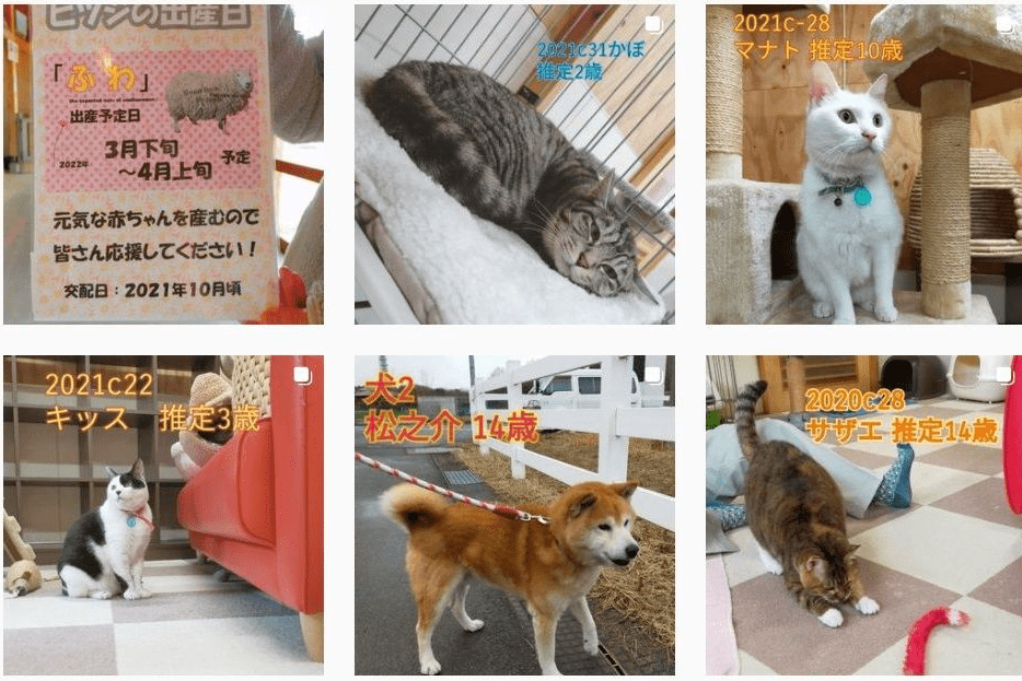 新潟市動物愛護センターがインスタ開設 新潟日報デジタルプラス