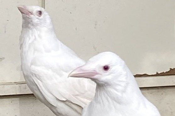 カラスは白い」が新潟県内で起こりがち!? アルビノが相次いで確認され