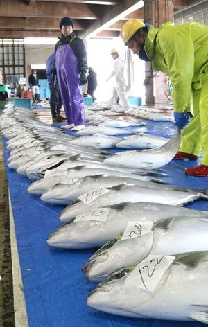 約２００匹が水揚げされ、高値で取引されたブリ＝２７日、佐渡市春日