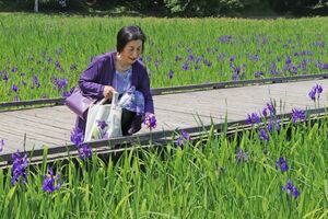 保全活動に取り組んできた柏崎・夢の森公園のカキツバタを眺める里山環境づくりネットワークの栗林淳子会長=柏崎市軽井川