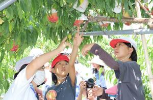 大きく育った砂丘桃を収穫する刈羽小の5年生=刈羽村刈羽