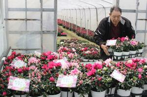 最盛期を迎えたアザレアの出荷作業に励む五十嵐芳昭さん=3月6日、新潟市秋葉区小須戸
