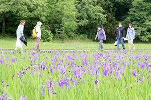 見頃を迎えた柏崎・夢の森公園のカキツバタ=5月15日、柏崎市軽井川