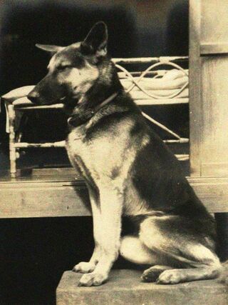 愛犬のジャーマンシェパード「ベロ」(高野荘平さん提供)