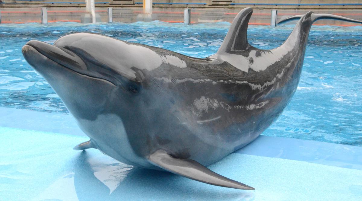 ハンドウイルカの「ラン」が死ぬ…マリンピア日本海（新潟市）で2000年