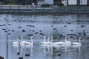 瓢湖に飛来したコハクチョウ=2024年10月7日、阿賀野市水原の瓢湖